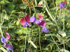 Lathyrus odoratus
