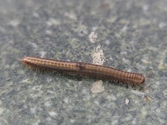 Brachyiulus