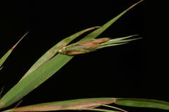 Themeda villosa
