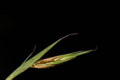 Themeda villosa