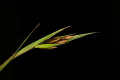 Themeda villosa