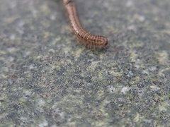 Brachyiulus