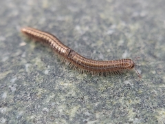 Brachyiulus