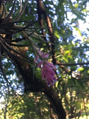 Tillandsia stricta