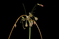 Allium paniculatum