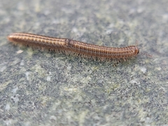Brachyiulus