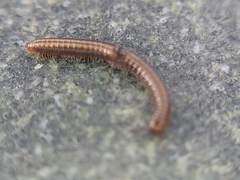 Brachyiulus