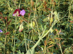 Lathyrus odoratus