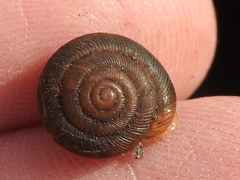 Triodopsis hopetonensis