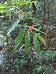 Justicia brasiliana