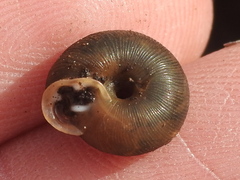 Triodopsis hopetonensis
