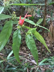 Justicia brasiliana