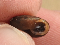 Triodopsis hopetonensis