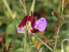Lathyrus odoratus