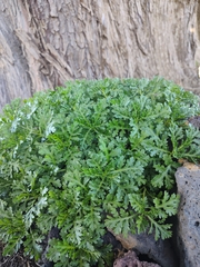 Argyranthemum hierrense image