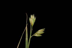 Bouteloua dactyloides