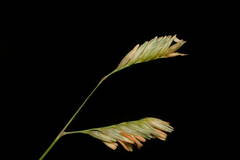 Bouteloua dactyloides