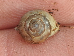Helicina orbiculata