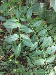 Pereskia aculeata