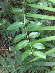 Pereskia aculeata