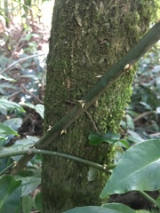 Pereskia aculeata