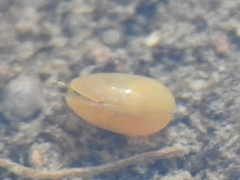 Podocopida