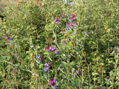 Lathyrus odoratus