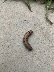 Spodoptera littoralis