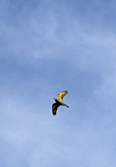 Psittacara leucophthalmus