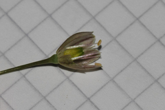 Allium paniculatum