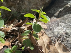 Peperomia leptostachya