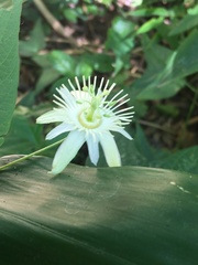 Passiflora capsularis