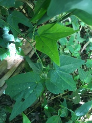 Passiflora capsularis