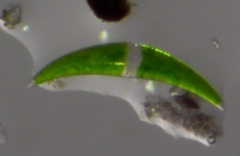 Closterium moniliferum