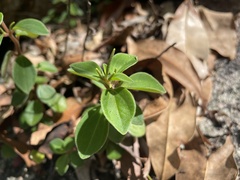 Peperomia leptostachya