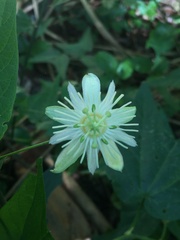 Passiflora capsularis