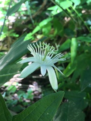 Passiflora capsularis