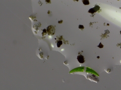 Closterium moniliferum