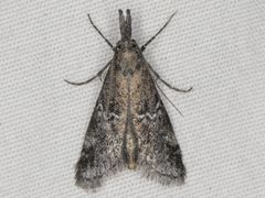 Alpheias transferens