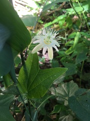 Passiflora capsularis