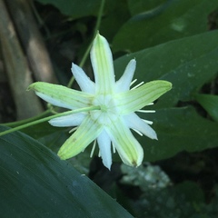 Passiflora capsularis