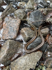 Thamnophis saurita septentrionalis