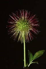 Acaena ovalifolia