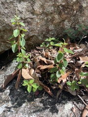 Peperomia leptostachya