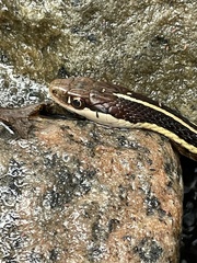 Thamnophis saurita septentrionalis