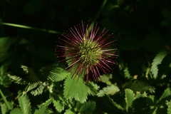 Acaena ovalifolia