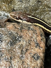 Thamnophis saurita septentrionalis