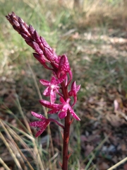 Dipodium punctatum