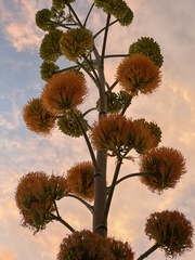 Agave sisalana