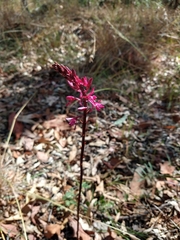 Dipodium punctatum